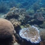 Pulau Panjang Sumbawa
