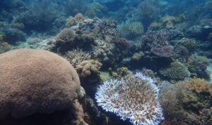 Pulau Panjang Sumbawa