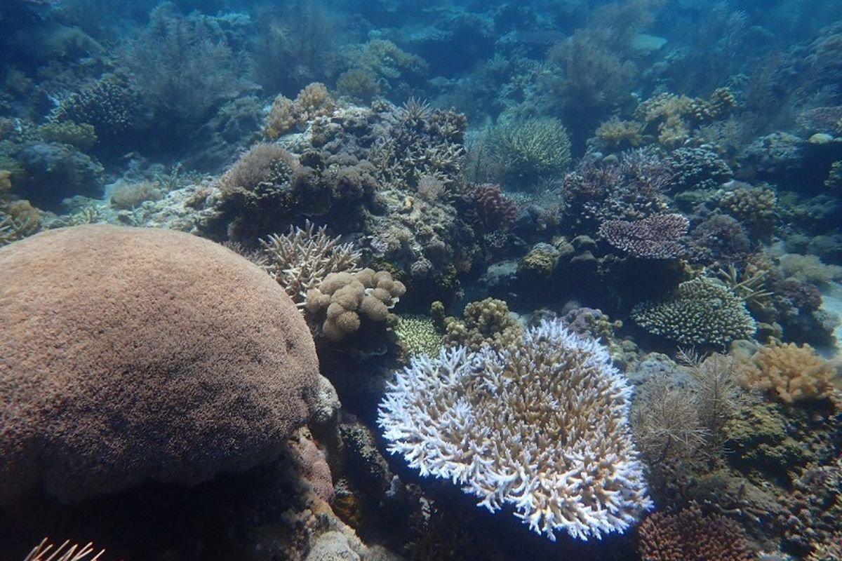 Pulau Panjang Sumbawa