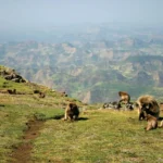 Simien Mountains, Ethiopia – Pegunungan yang menawarkan trekking yang menantang dan pemandangan menakjubkan