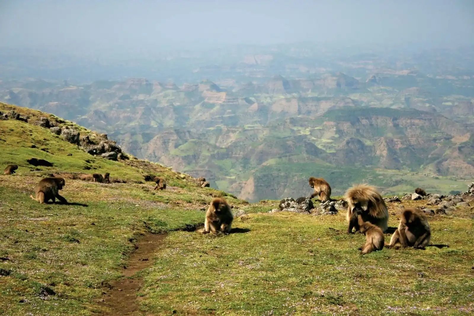 Simien Mountains, Ethiopia – Pegunungan yang menawarkan trekking yang menantang dan pemandangan menakjubkan