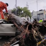 Pohon Tumbang